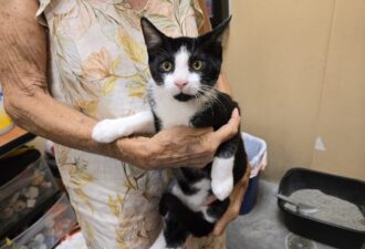 “Dexter” – Loving Tuxedo