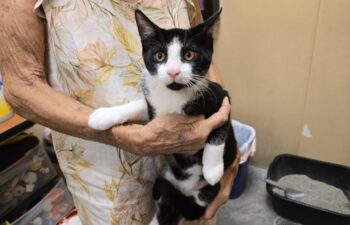 “Dexter” – Loving Tuxedo