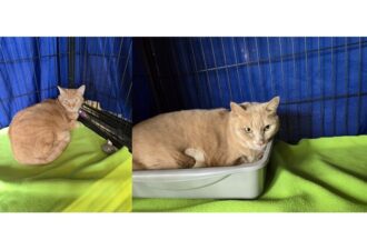 “Rex” (buff) & “Eddie” (tabby) – Bonded Cuties 10 Years – Adopt Together – Mom Had To Go To Assisted Living :/ – Declawed