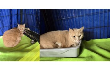 “Rex” (buff) & “Eddie” (tabby) – Bonded Cuties 10 Years – Adopt Together – Mom Had To Go To Assisted Living :/ – Declawed