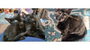 “Simon & Sinatra” (2 panther male kittens) & “Stormie” (tortie female kitten) – Lap Lovers