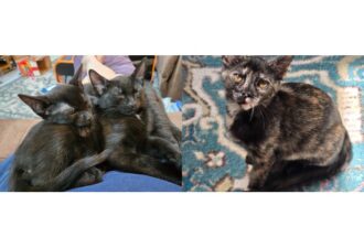 “Simon & Sinatra” (2 panther male kittens) & “Stormie” (tortie female kitten) – Lap Lovers