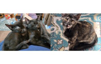 “Simon & Sinatra” (2 panther male kittens) & “Stormie” (tortie female kitten) – Lap Lovers