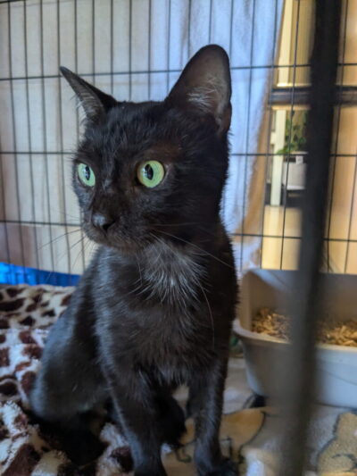 “Inky” – gorgeous 1 year old – rescued with her kittens – sweet girl