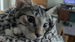 “Tigger” – (Female) – She was found in a garage – Loves other cats & catios!