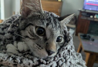 “Tigger” – (Female) – She was found in a garage – Loves other cats & catios!