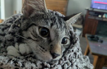 “Tigger” – (Female) – She was found in a garage – Loves other cats & catios!