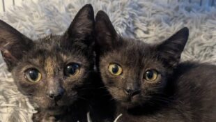 “Ravioli & Rigatoni” – Female & Male Siblings –  Sweet Kittens