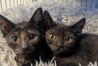 “Ravioli & Rigatoni” – Female & Male Siblings –  Sweet Kittens