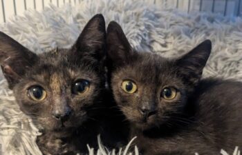 “Ravioli & Rigatoni” – Female & Male Siblings –  Sweet Kittens