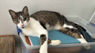 “Paula” – 8 year old SWEETIE!