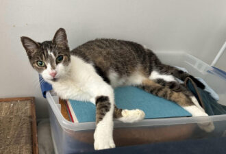 “Paula” – 8 year old SWEETIE!