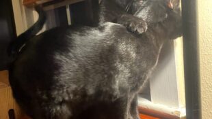 “Romeo & Sandy” aka Mister & Sister – Bonded – brother and sister, a dynamic duo