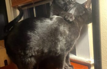 “Romeo & Sandy” aka Mister & Sister – Bonded – brother and sister, a dynamic duo