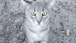 “TonyTwo” – handsome 5 year old, silver gray tabby!