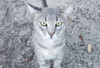 “TonyTwo” – handsome 5 year old, silver gray tabby!