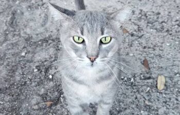 “TonyTwo” – handsome 5 year old, silver gray tabby!