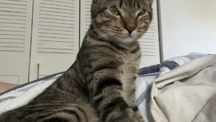 “Ginger” – unique 7 month old female – would love a home with other cats!