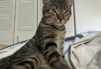 “Ginger” – unique 7 month old female – would love a home with other cats!