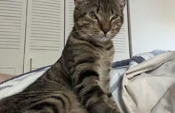 “Ginger” – unique 7 month old female – would love a home with other cats!