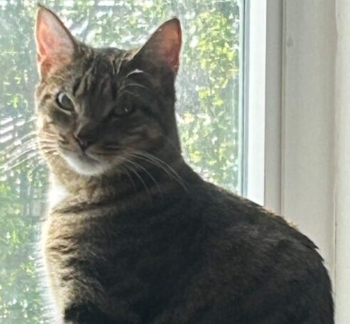 “GINGER” – Unique, young female Tabby – She is a ton of fun & would love a home with other cats!