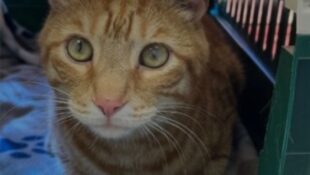 “PRINCE” – Handsome, declawed, 3 year old male – indoors only! very friendly guy!