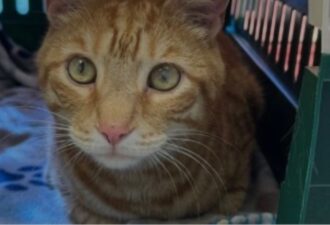 “PRINCE” – Handsome, declawed, 3 year old male – indoors only! very friendly guy!