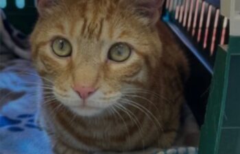 “PRINCE” – Handsome, declawed, 3 year old male – indoors only! very friendly guy!
