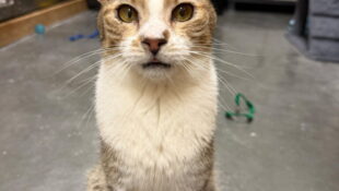 “Oolong” – Poly Towed Brown Tabby! Indoor Only Please