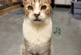 “Oolong” – Poly Towed Brown Tabby! Indoor Only Please