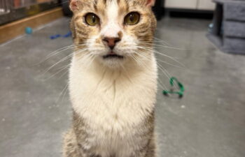“Oolong” – Poly Towed Brown Tabby! Indoor Only Please