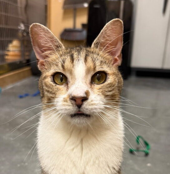 “Oolong” – Awesome Poly Toe Tabby! He has been with us too long :( – Indoor Only Please “Oolong” – Awesome Poly Toe Tabby! He has been with us too long :( – Indoor Only Please