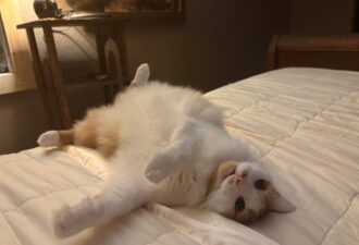 “Snoogans” – Long Haired, Male – Indoor Only – Family Surrendered This Cutie