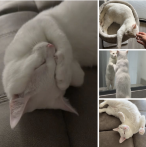 MArshmallow
