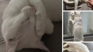 “Marshmallow” – 1 year old deaf male with a beautiful white coat