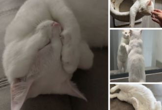 “Marshmallow” – 1 year old deaf male with a beautiful white coat