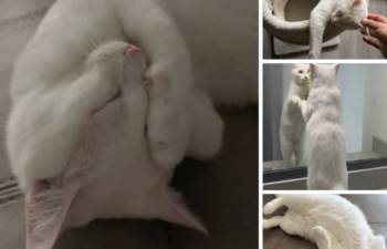 “Marshmallow” – 1 year old deaf male with a beautiful white coat