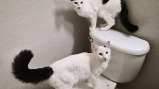 “Rose and Mary” – BONDED 1 year old Siblings – fun and unique duo!