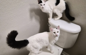 “Rose and Mary” – BONDED 1 year old Siblings – fun and unique duo!