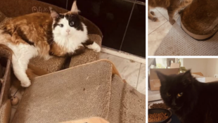 3 Bonded Maine Coons – Owner Needs To Rehome Due To Age (90+) Please Help