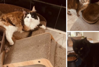 3 Bonded Maine Coons – Owner Needs To Rehome Due To Age (90+) Please Help