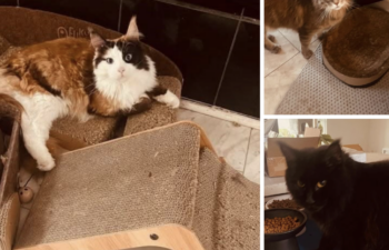 3 Bonded Maine Coons – Owner Needs To Rehome Due To Age (90+) Please Help