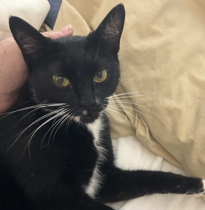 “Peppercorn” – Beautiful, 9 month old female – her owner passed away :( “Peppercorn” – Beautiful, 9 month old female – her owner passed away :(