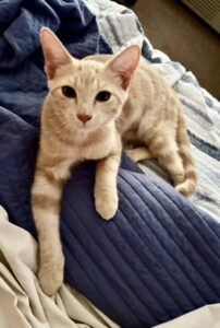 stevie knicks the cat