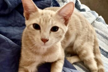 stevie knicks the cat