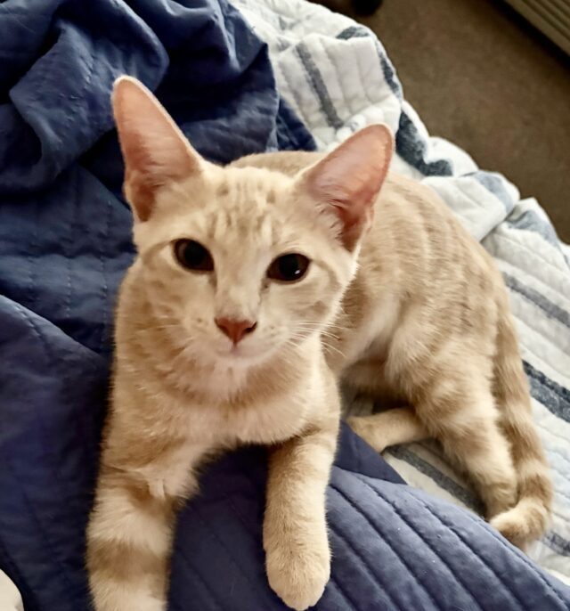 “Stevie Nicks” – 4.5 month old beautiful and energetic DSH buff female tabby “Stevie Nicks” – 4.5 month old beautiful and energetic DSH buff female tabby