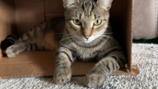 “Mitzi” – 1 Year Old, Brown Tabby Female – Very Sweet! “Mitzi” – 1 Year Old, Brown Tabby Female – Very Sweet!