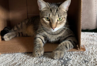 “Mitzi” – 1 Year Old, Brown Tabby Female – Very Sweet!