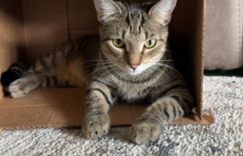 “Mitzi” – 1 Year Old, Brown Tabby Female – Very Sweet!
