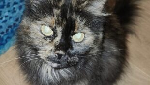 “QuiQui” – 10 year old DMH Tortie – Senior owner passed away sadly (Pipers sister) “QuiQui” – 10 year old DMH Tortie – Senior owner passed away sadly (Pipers sister)